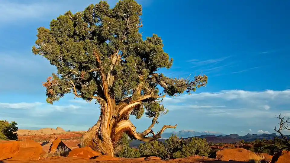 In the Wild West, juniper is the iconic backdrop for a vast biome. Pinyon-juniper woodlands, often the only plant life…