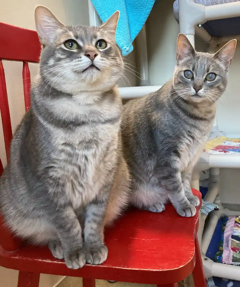 Two gray tabby cats sit side-by-side on a red wooden chair, both looking upward with wide, expressive eyes. The cat on the…