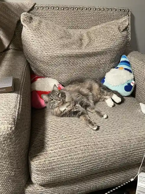 Meet My Adorable Grandkitty!