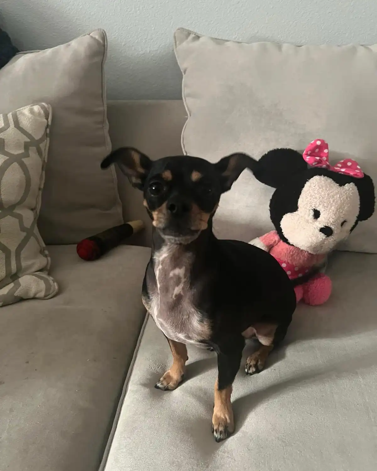 A small black and tan dog with large ears sits on a light-colored couch next to a pink Minnie Mouse plush toy. The dog…
