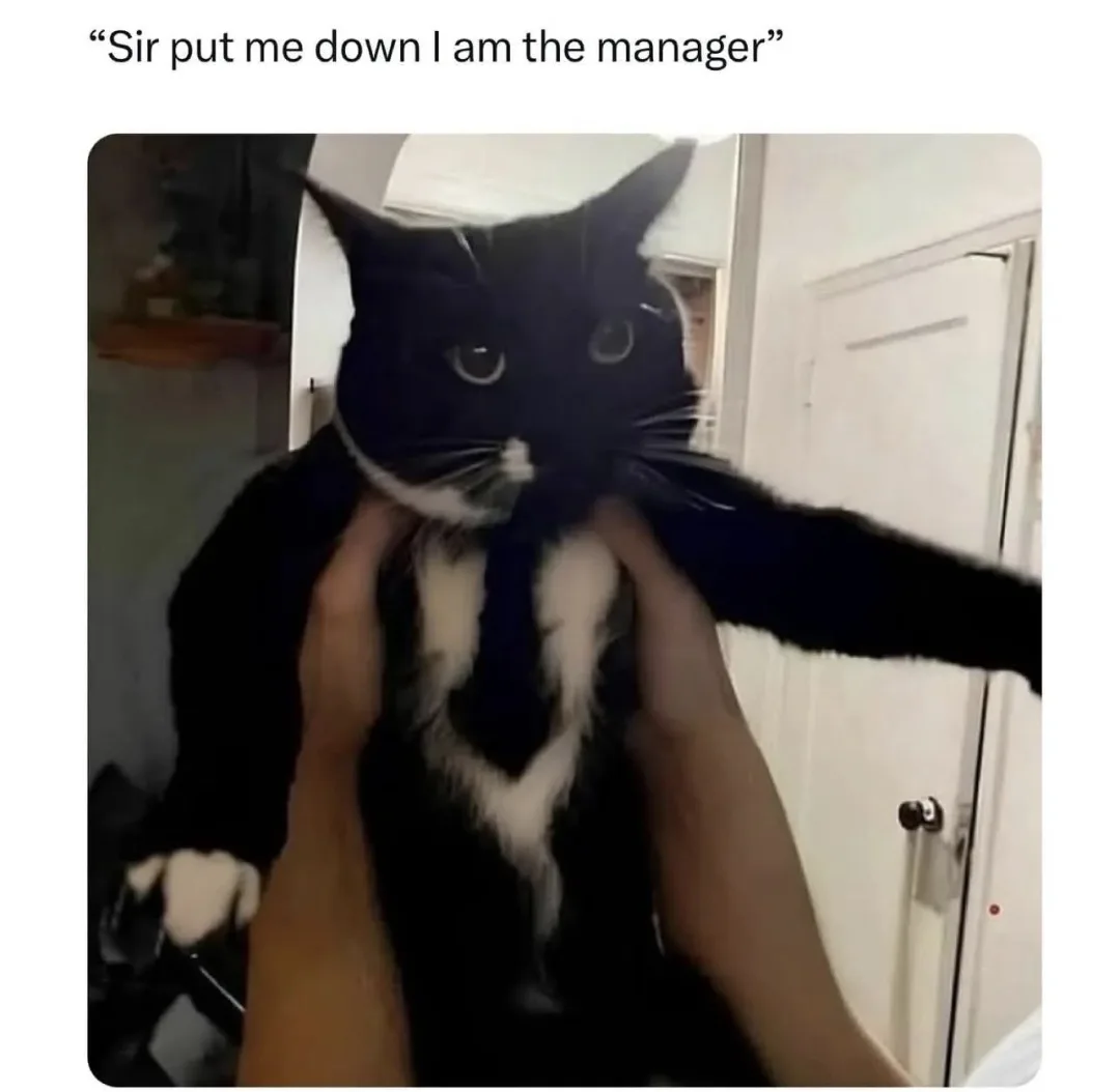 A black and white cat is being held upright by a person's hands around its torso, looking directly at the camera with wide…