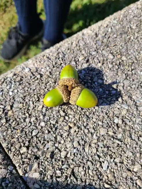 Three green acorns are arranged in a triangular formation on a rough, gravelly concrete surface, with the shadow of the…