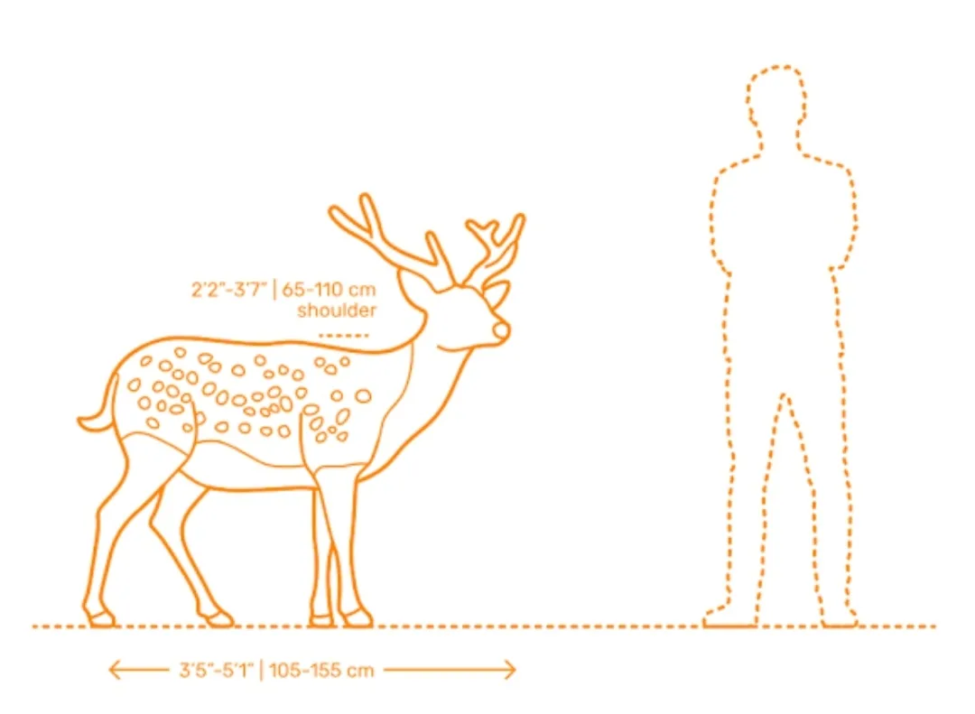 An orange line drawing shows a deer standing next to a human silhouette, both aligned on a horizontal dotted line. Text…