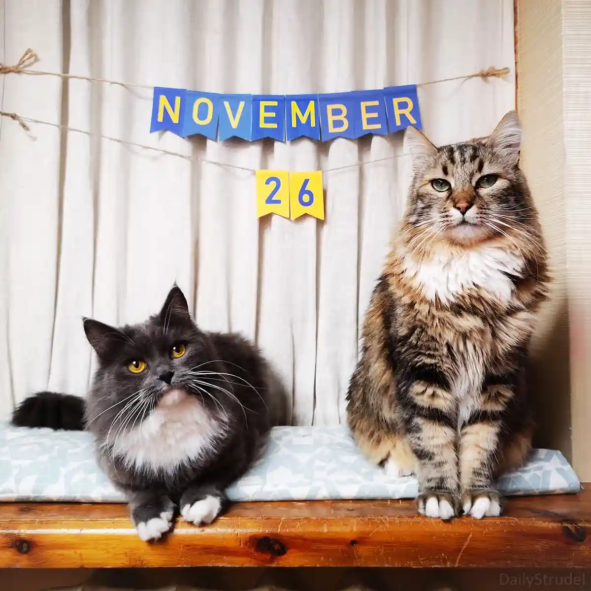 Two fluffy cats sit on a wooden surface in front of a curtain backdrop, with a blue and yellow banner above them reading…