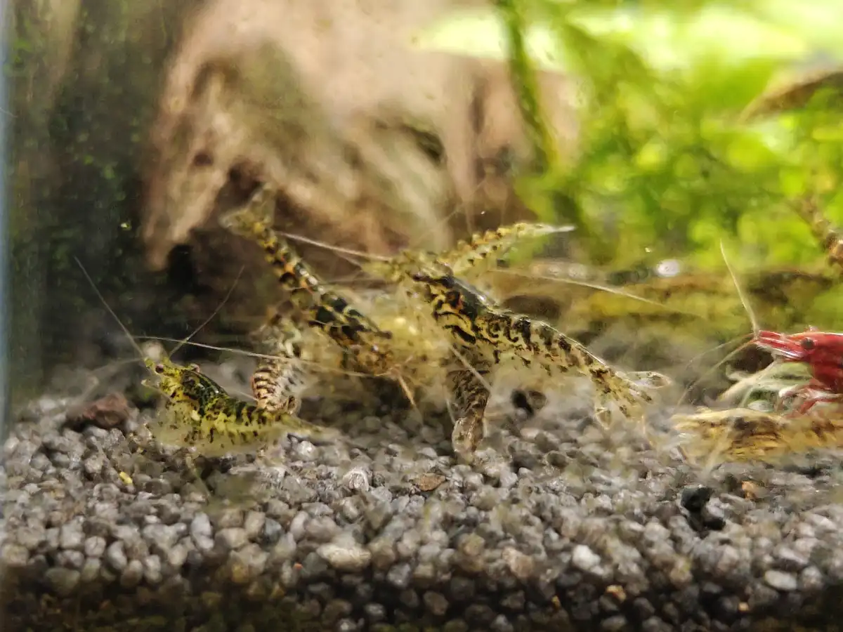 A close-up photo of several small, patterned shrimp in an aquarium with gravel substrate and green plants in the background…