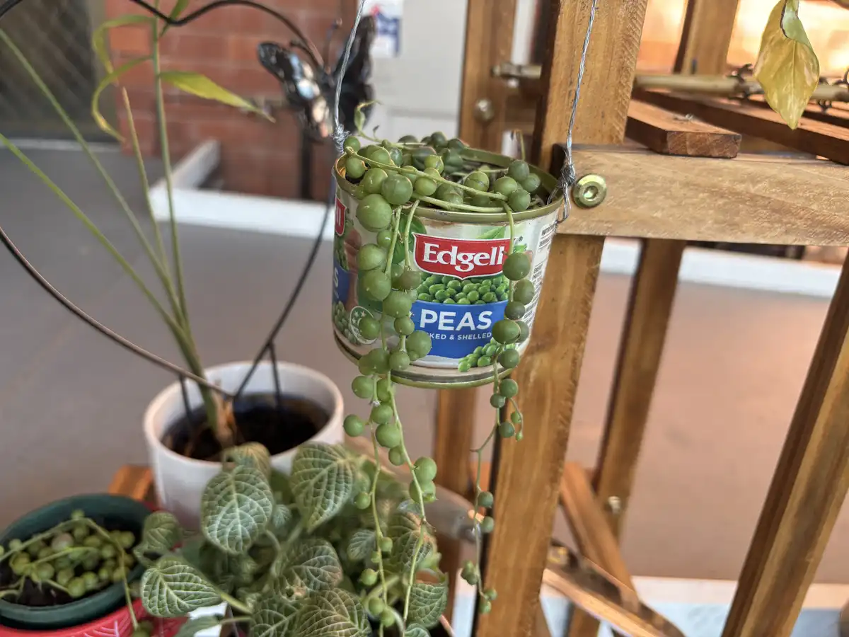 A string of green, bead-like plant vines grows out of a repurposed Edgell brand canned peas container, which is hung by wire…