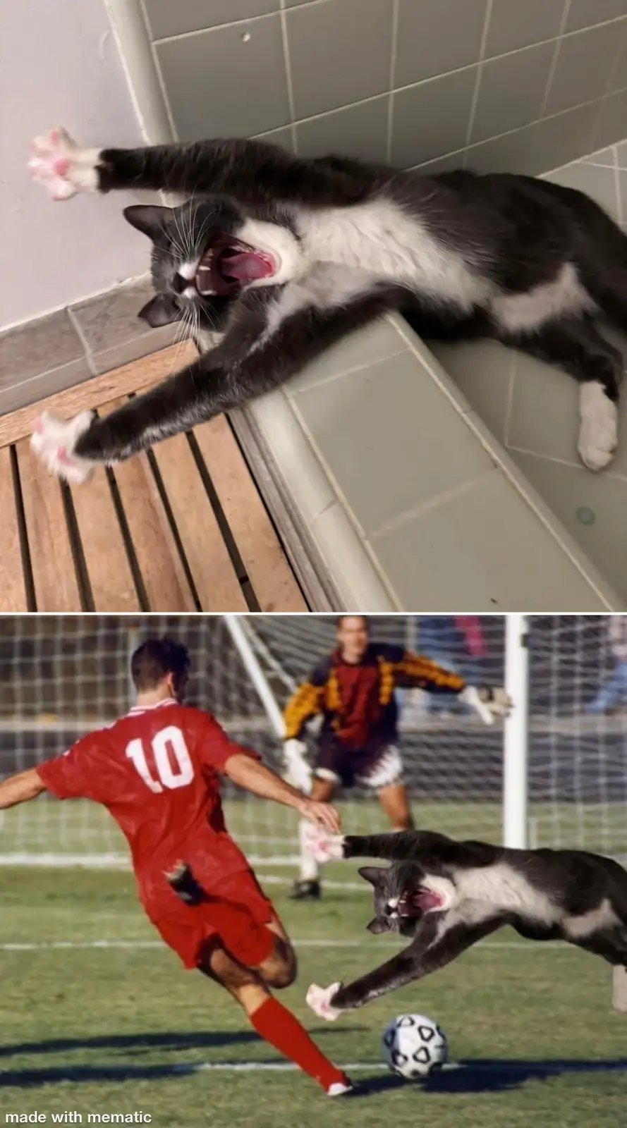 The Internet's Most Famous Feline: Cat Number 500,069,420,150,003