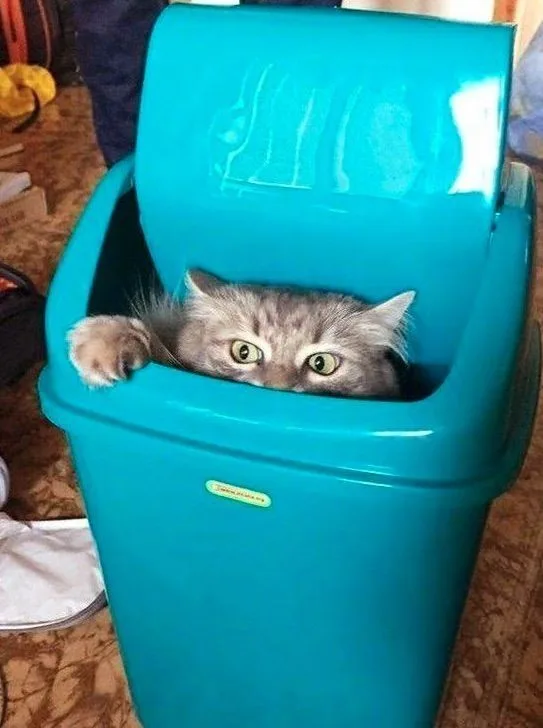A fluffy gray tabby cat with wide, startled green eyes peers out from inside a bright blue plastic trash can, one paw…