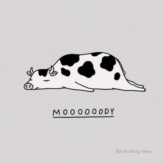 A simple black-and-white line drawing shows a cow lying flat on its side, appearing very relaxed or sleepy, with black spots…