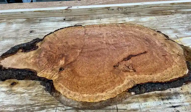 A large, irregularly shaped slab of wood with a rough, dark bark edge and a smooth, swirling grain pattern lies on a worn…