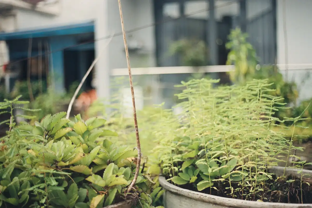A blurry, dreamy photo of potted green plants viewed through a window, with a thin stick leaning against one pot. The…