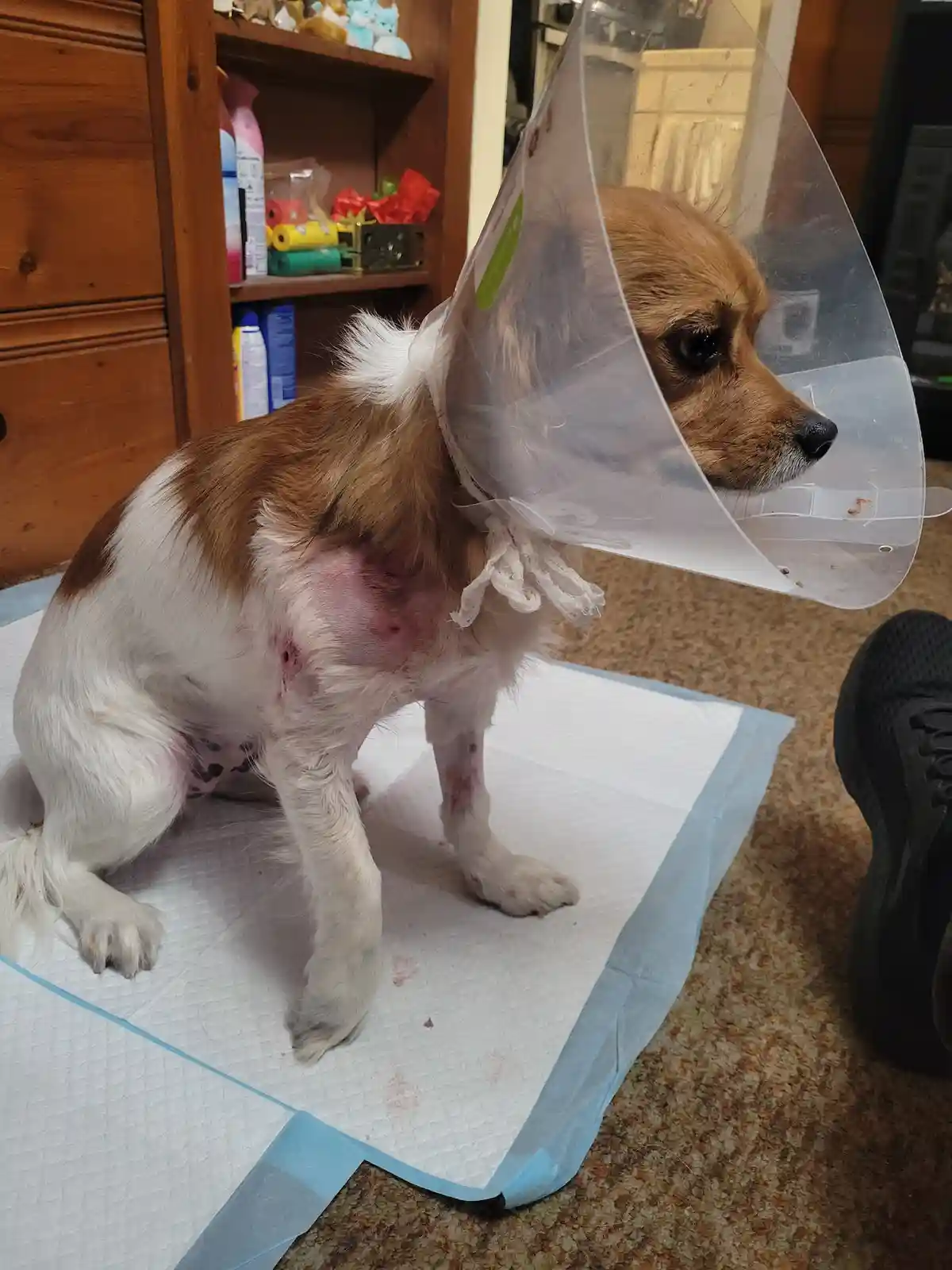 A small brown and white dog wearing a clear plastic cone collar sits on a pee pad on a carpeted floor, showing visible red…