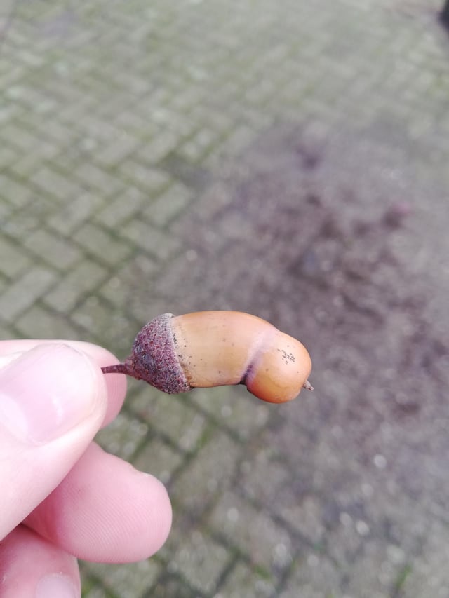 a close-up photo shows a person's fingers holding a small acorn with a distinctly curved, bulbous shape resembling a human…