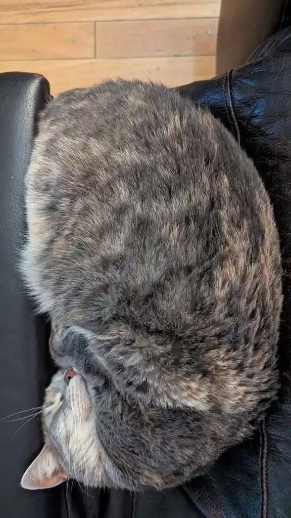 A fluffy tabby cat is curled into a tight, round ball on a black leather couch, its head tucked in and eyes closed…