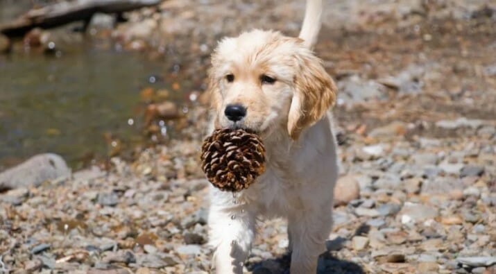 A young golden retriever puppy stands on a rocky, pebbly shore near water, holding a large pinecone in its mouth. The puppy…