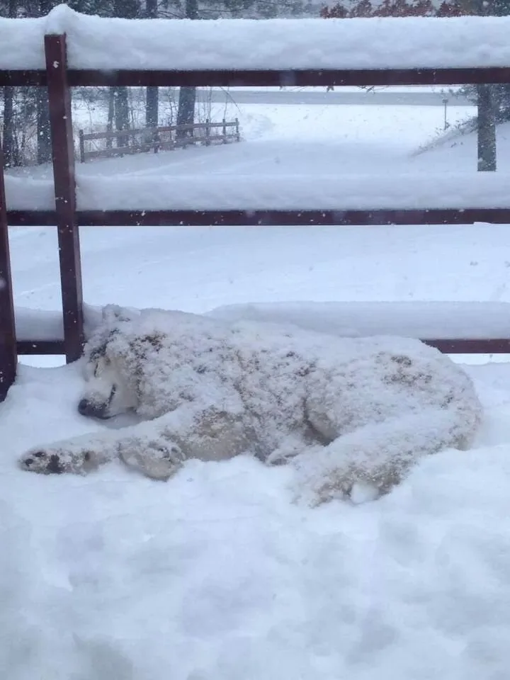 A large, fluffy white dog is lying down in deep snow next to a wooden fence, covered in snowflakes, appearing to be sleeping…