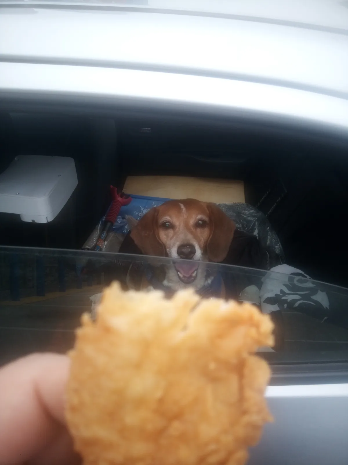 A brown and white beagle dog is sitting inside a car, looking eagerly through the open window at a piece of fried chicken…
