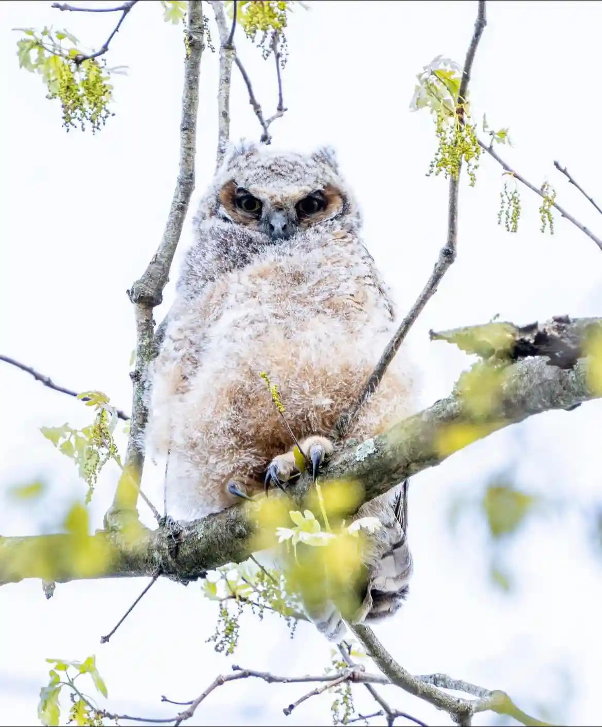 Meet the charming great horned owlet