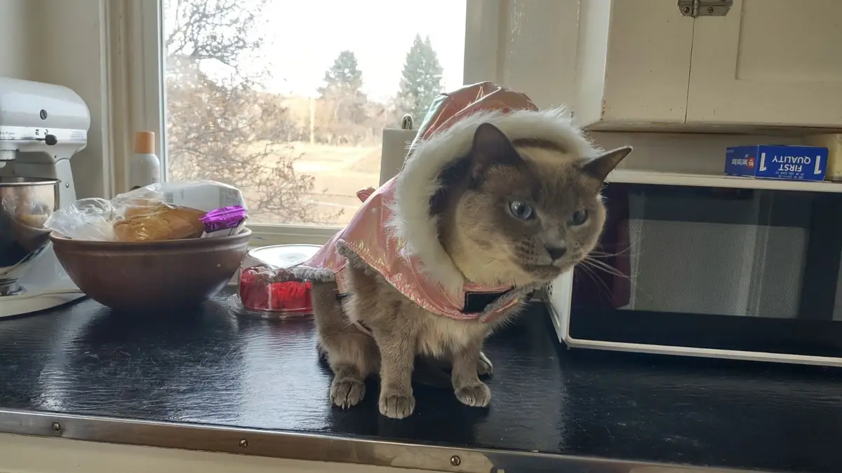 A Siamese cat with blue eyes sits on a dark kitchen counter wearing a shiny pink hooded costume with white faux fur trim…
