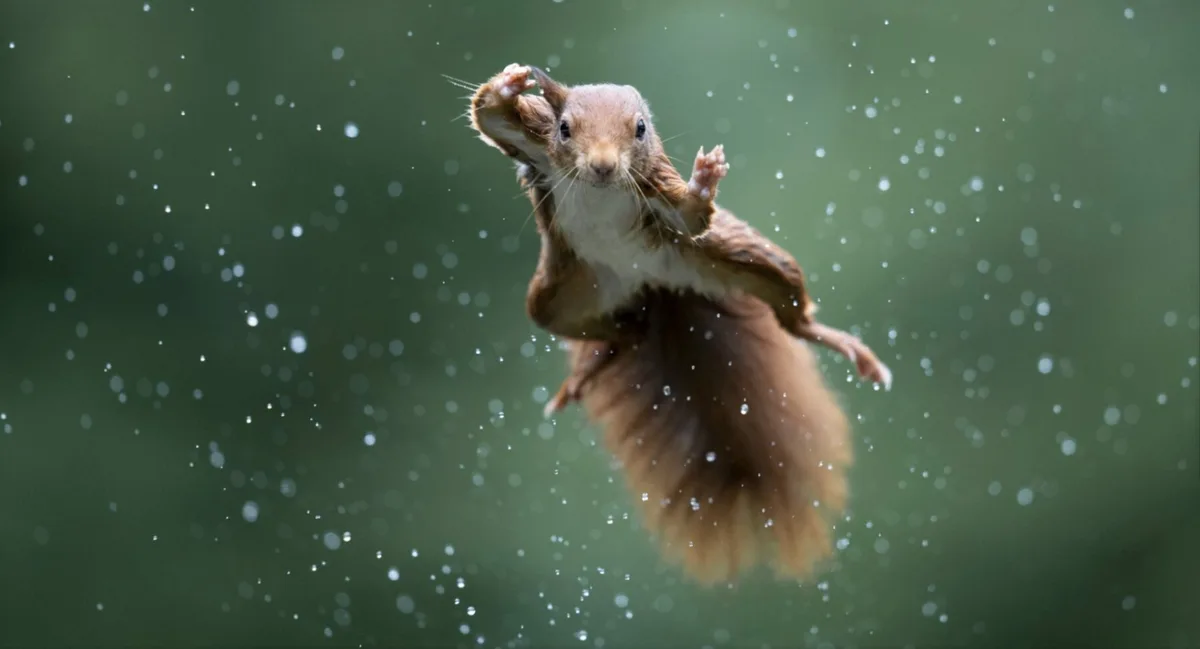 Time to Go Wild: Let's Go Nuts!