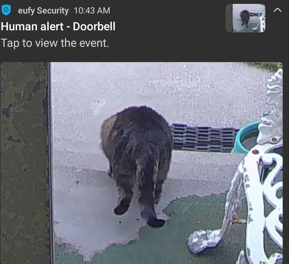 A security camera screenshot from a doorbell shows the back of a tabby cat walking away on a porch. The interface displays…