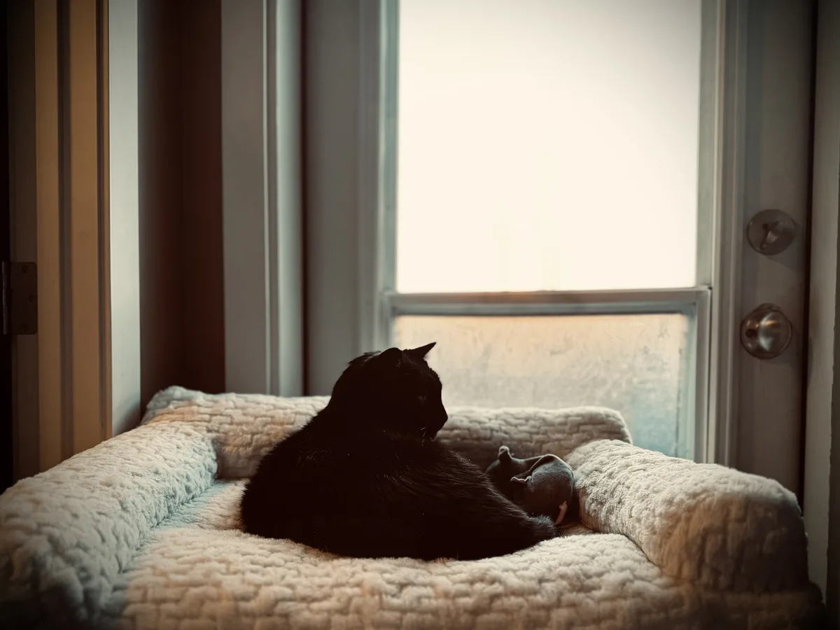 A black cat sits in profile on a light-colored, textured pet bed positioned in front of a window, looking out. The cat's…