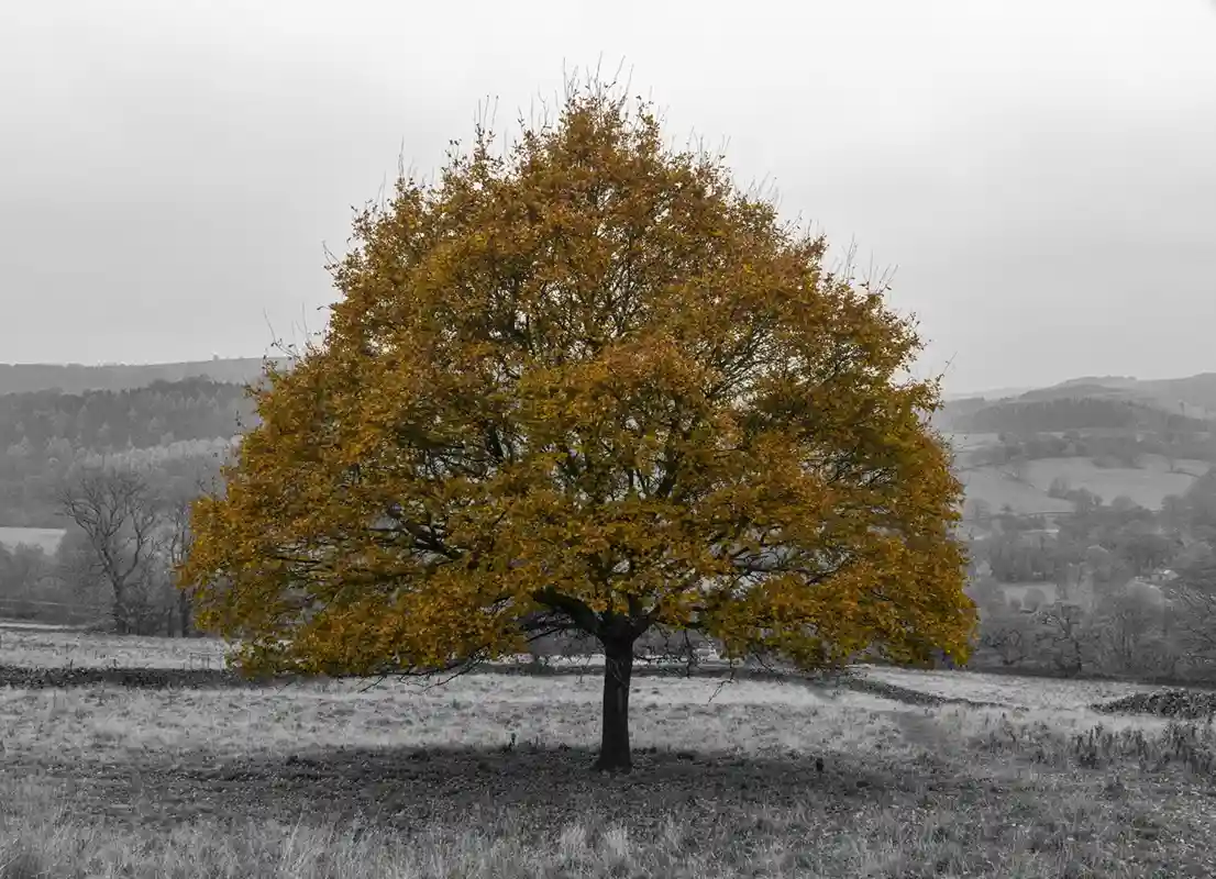 A solitary tree with vibrant orange-yellow leaves stands in a field, while the surrounding landscape is desaturated to black…