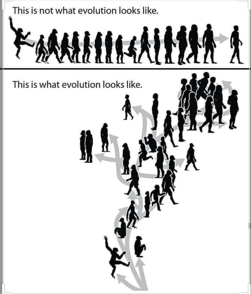 The image displays two diagrams. The top shows a linear progression of human evolution from ape-like ancestors to modern…