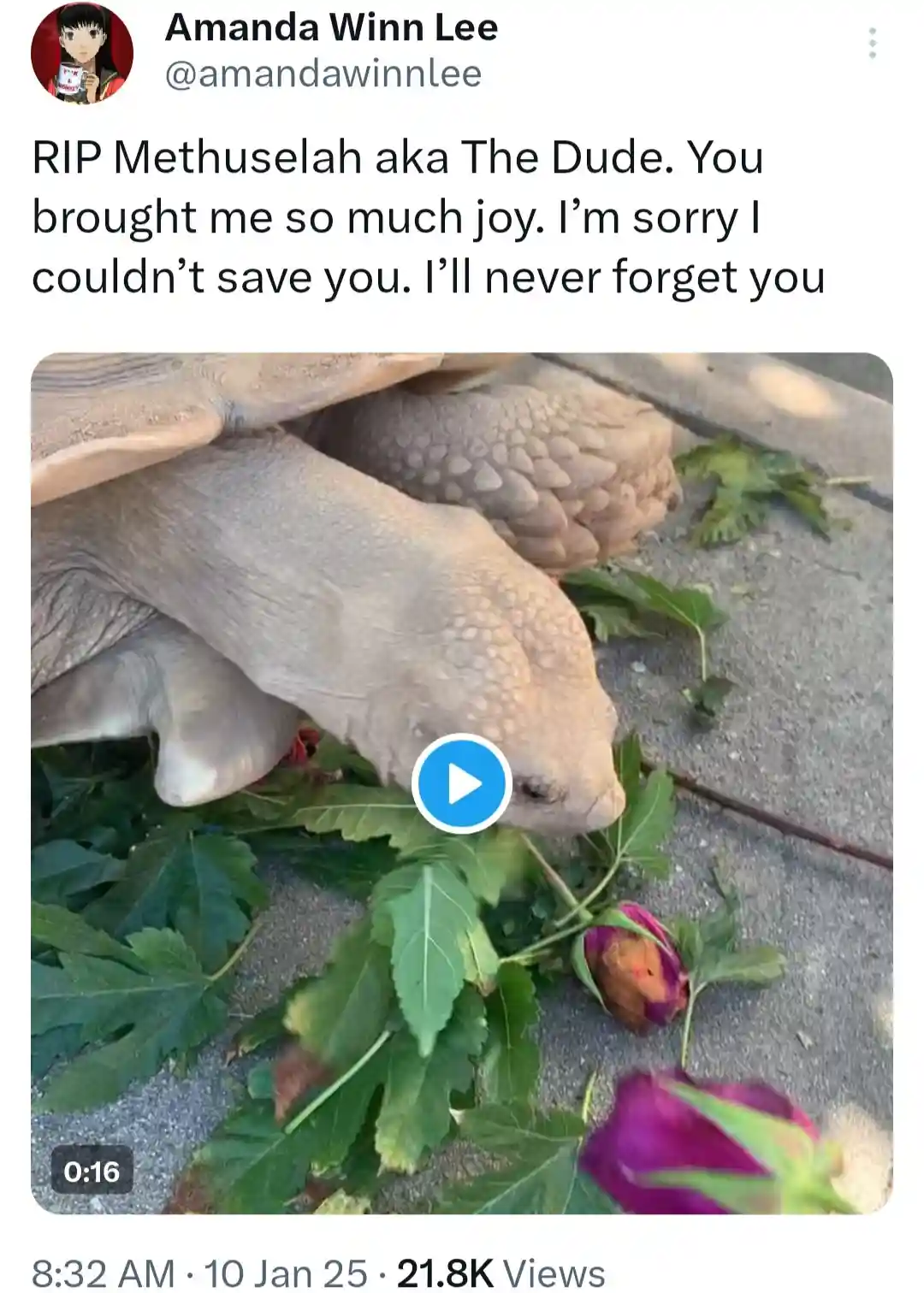 Wait, You Left Your Turtle to Perish in a Fire? Seriously?