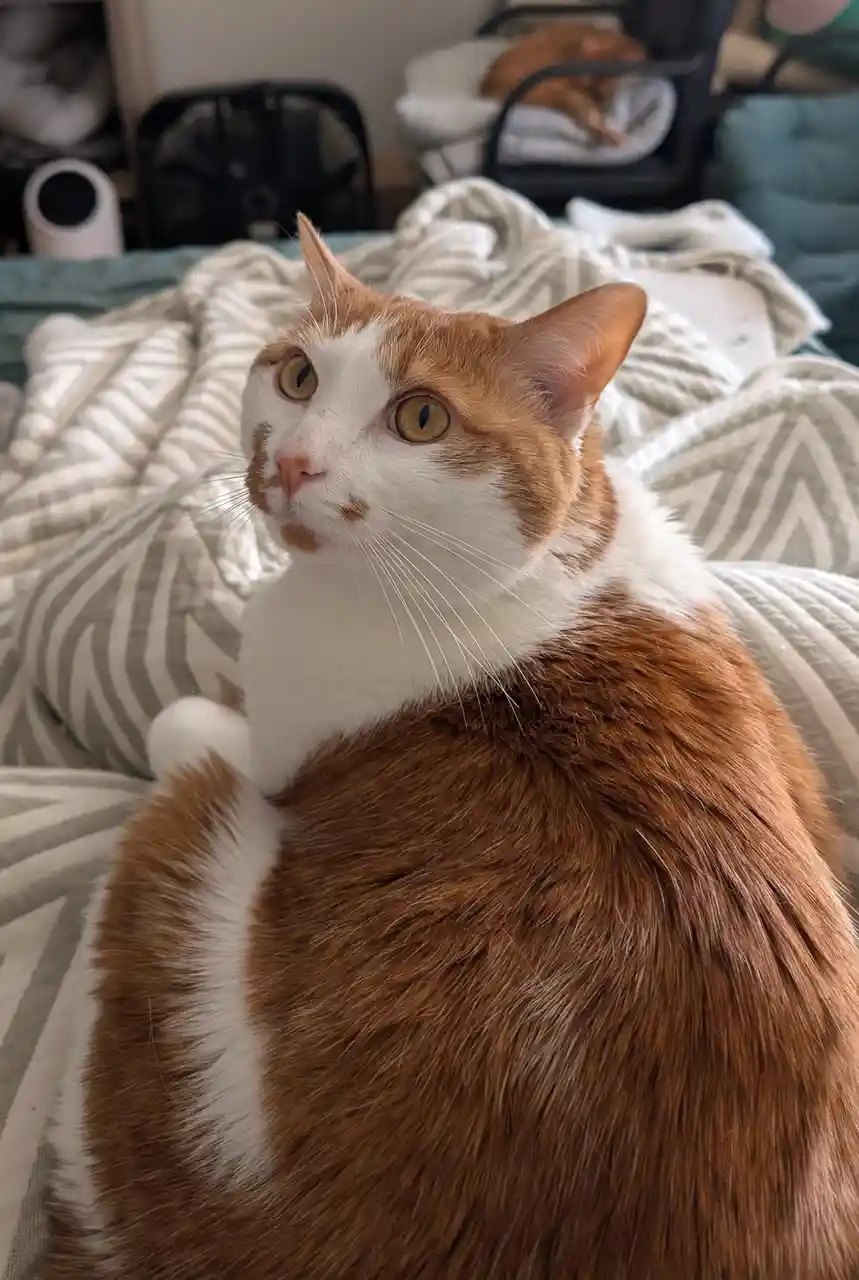 A close-up photo of an orange and white cat sitting on a patterned blanket, looking upward with wide, expressive eyes. In…