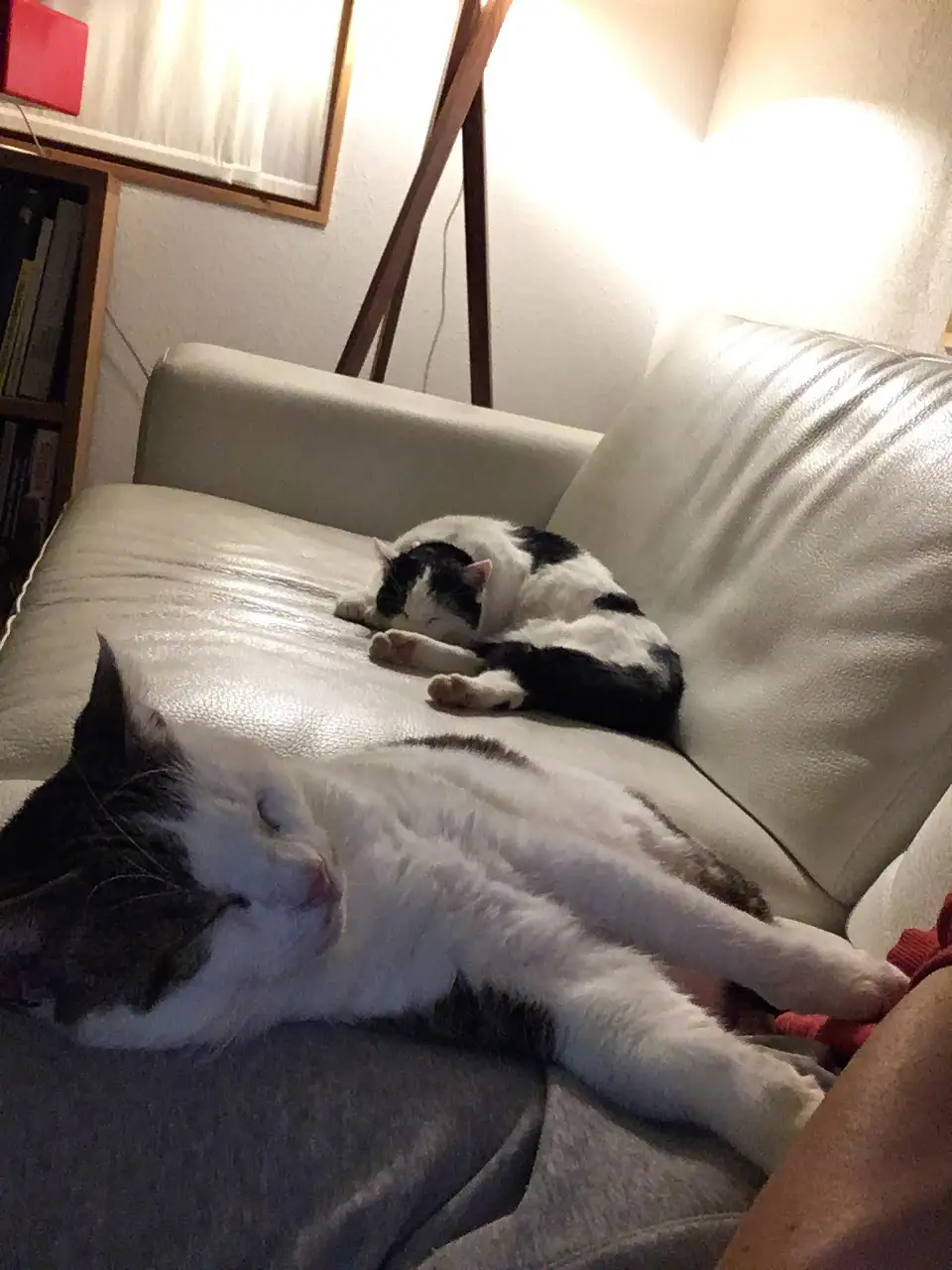 Two cats are sleeping on a couch; one is sprawled out in the foreground, the other is curled up behind it. The image has…