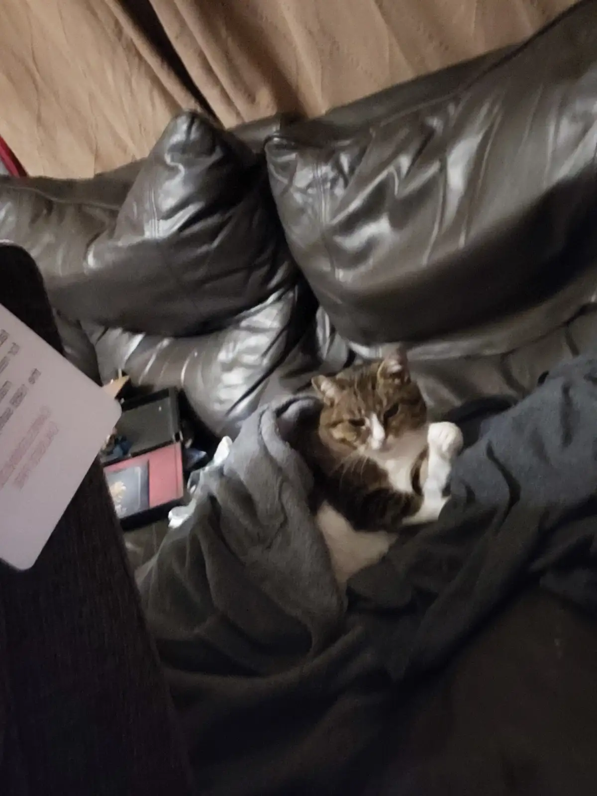 A brown and white tabby cat is curled up and resting inside a dark gray blanket on a black leather couch, looking sleepy and…