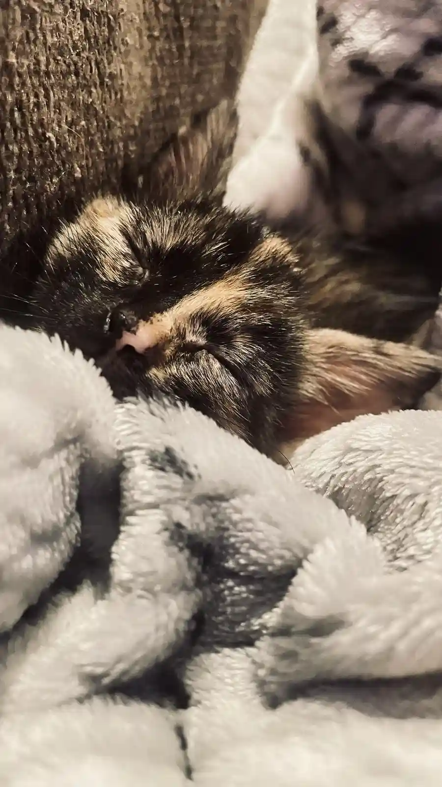 A close-up photo shows a small, sleeping calico kitten nestled in a soft, fluffy white blanket, its eyes closed and face…
