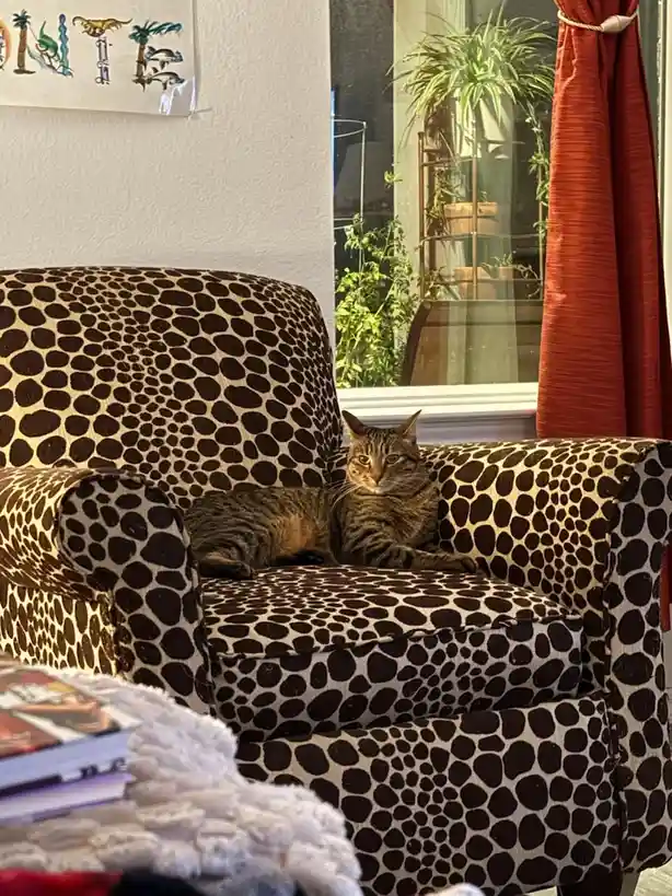A tabby cat lounges on a leopard-print armchair, looking directly at the camera with a calm, unimpressed expression. The…