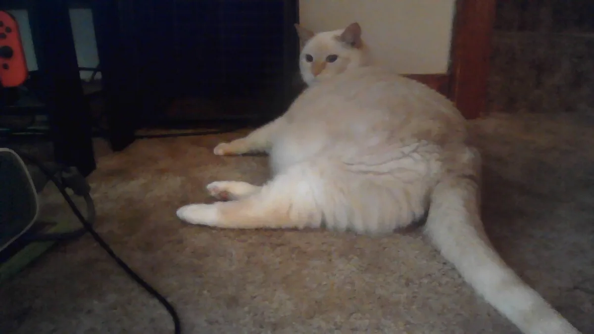 A fluffy, overweight white cat is lounging on a carpeted floor in a lazy, sprawled-out position, looking directly at the…