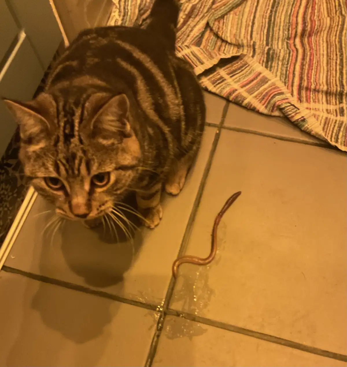 A tabby cat with a striped coat sits on a tiled floor, looking down at a small worm nearby. The cat has a bored or…