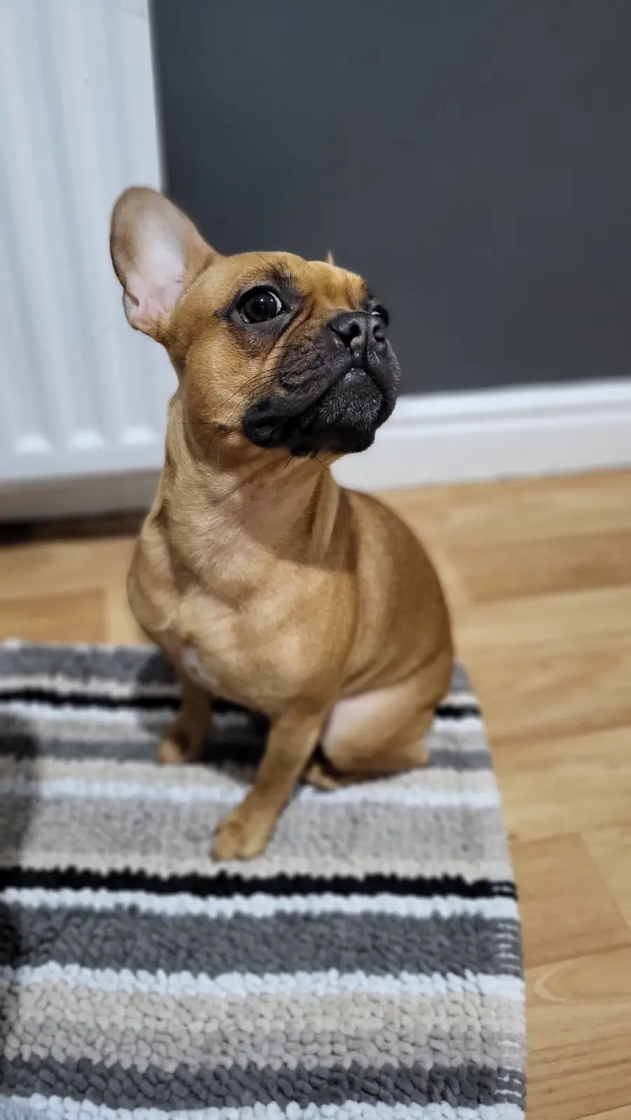 A tan French bulldog with a black muzzle sits upright on a striped rug, gazing upward with an earnest, slightly confused…