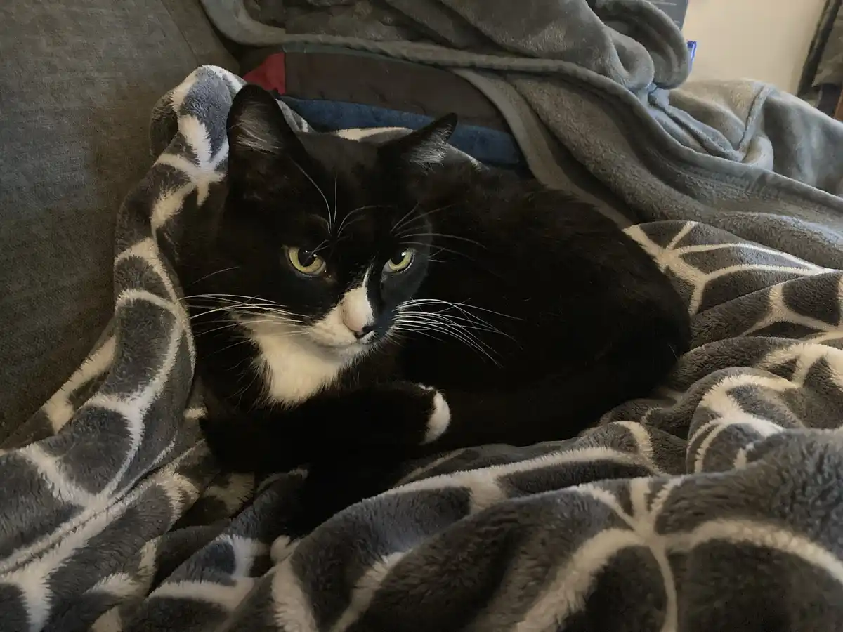 A black and white cat with yellow eyes lies curled up on a gray and white patterned blanket, looking directly at the camera…