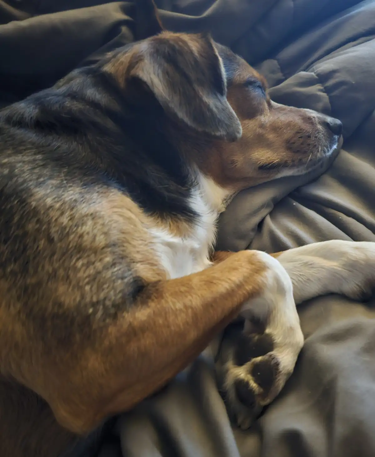 A brindle and white dog is sleeping peacefully on a dark gray blanket, curled up with one paw tucked under its chin. The…