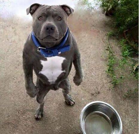 A gray pit bull with a white chest stands on its hind legs, looking up with a serious expression, wearing a blue collar. A…