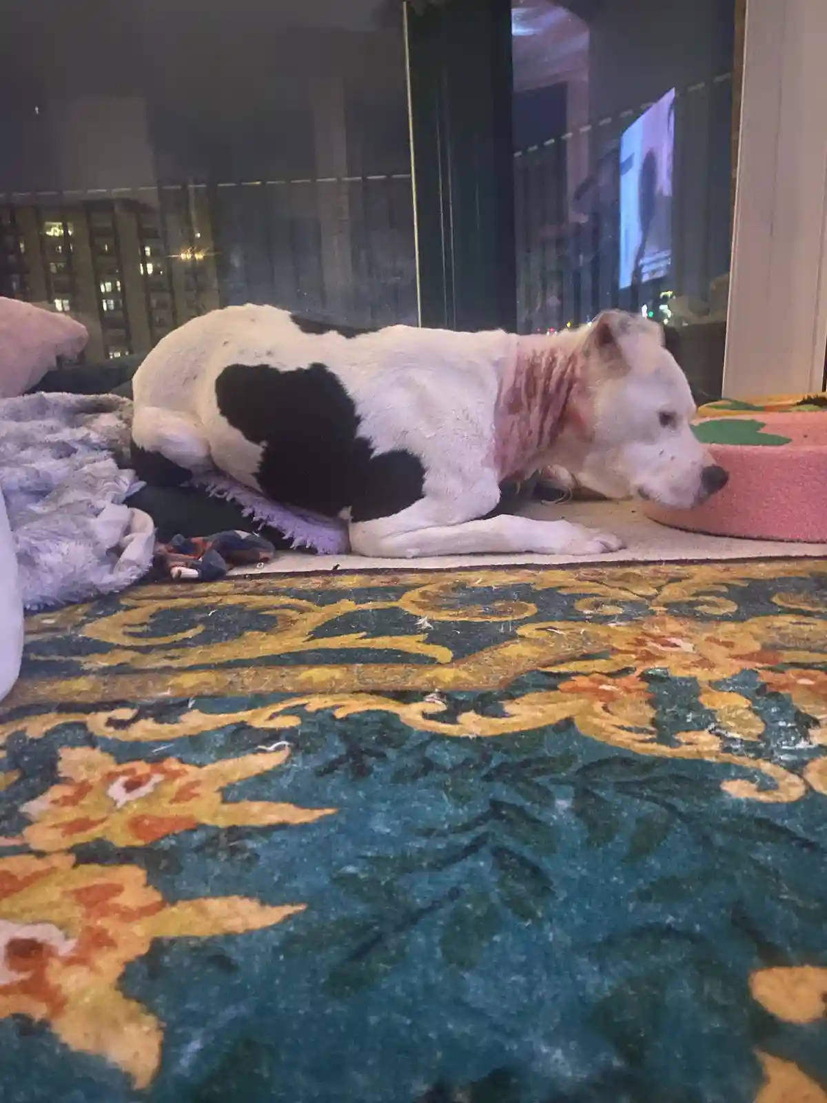 A white dog with black patches and visible red scarring on its neck lies on a patterned rug indoors, appearing lethargic…