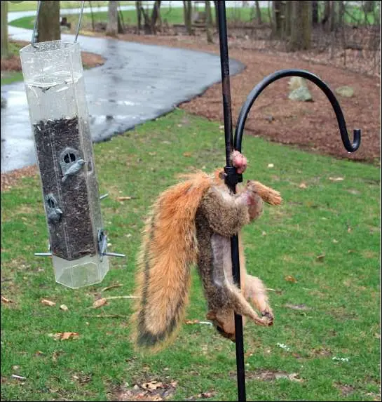 A squirrel is visibly stuck upside down on a black metal pole, its body hanging by its paws and tail, with its head near the…