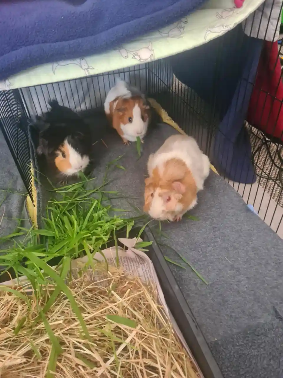 Three guinea pigs are inside a black wire cage, eating fresh green grass from a tray filled with hay and newspaper. The cage…