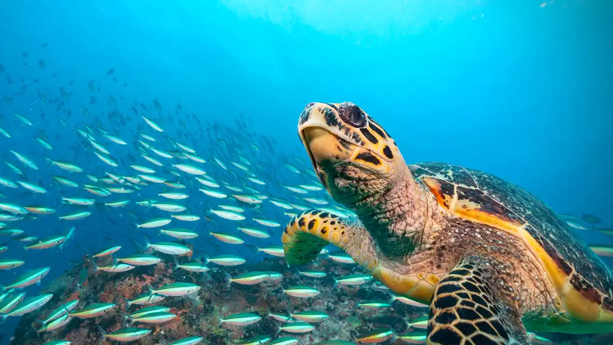 A majestic hawksbill sea turtle swims into view, its elegant shape and ornate, pearly shell glowing in the sunlight…
