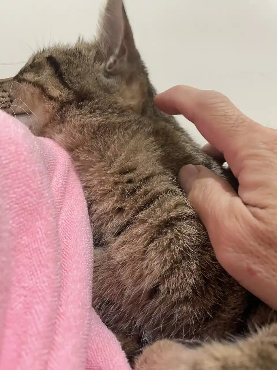 The Adorable Moment When You Touch My Cat