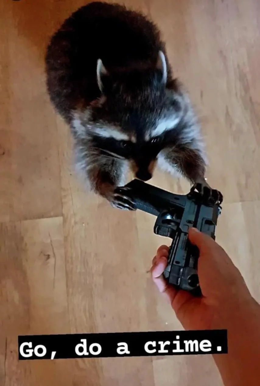 A raccoon is shown from above, holding a handgun with its paws while a human hand holds the grip. The image has a black bar…