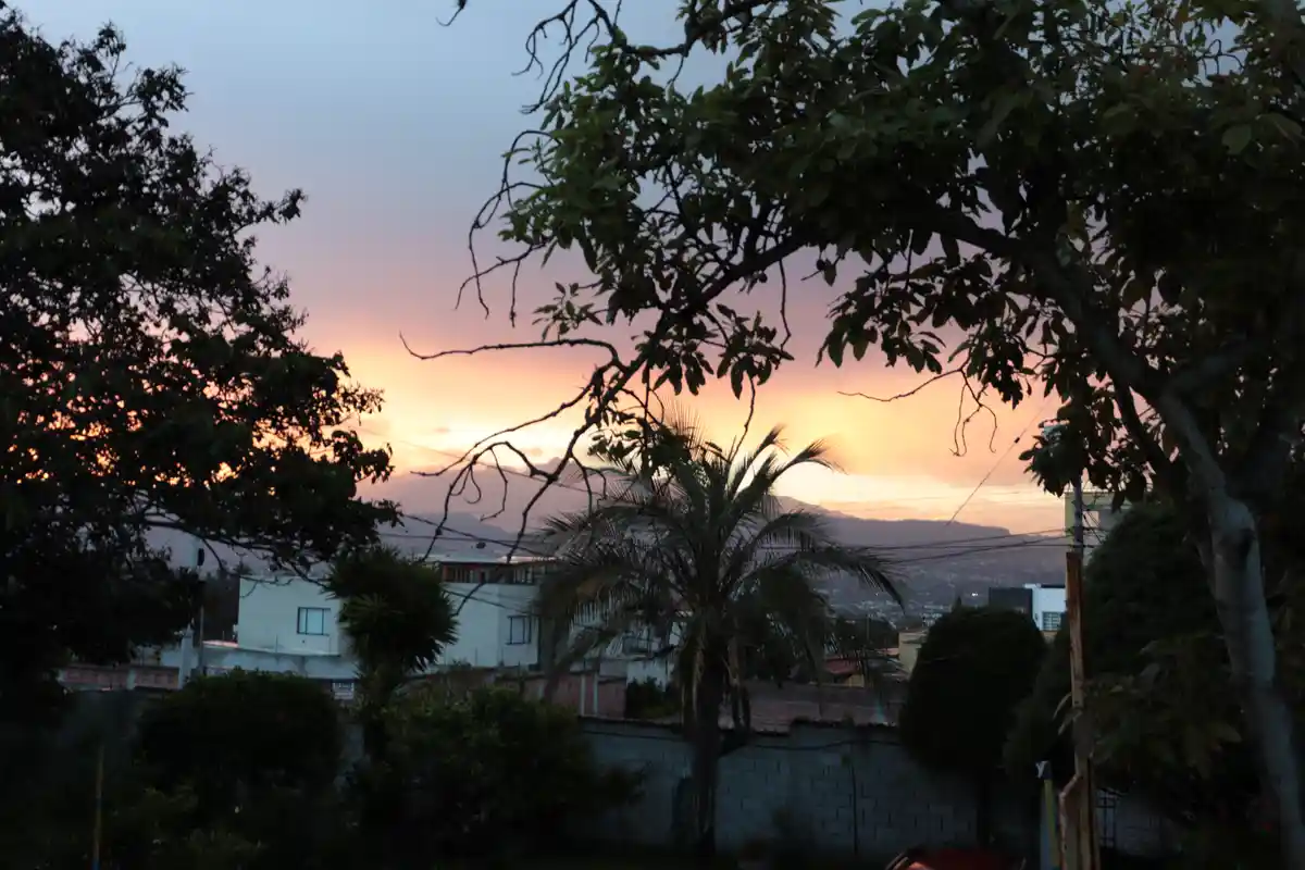 A serene sunset viewed through silhouetted tree branches, with a palm tree and residential buildings in the foreground and…