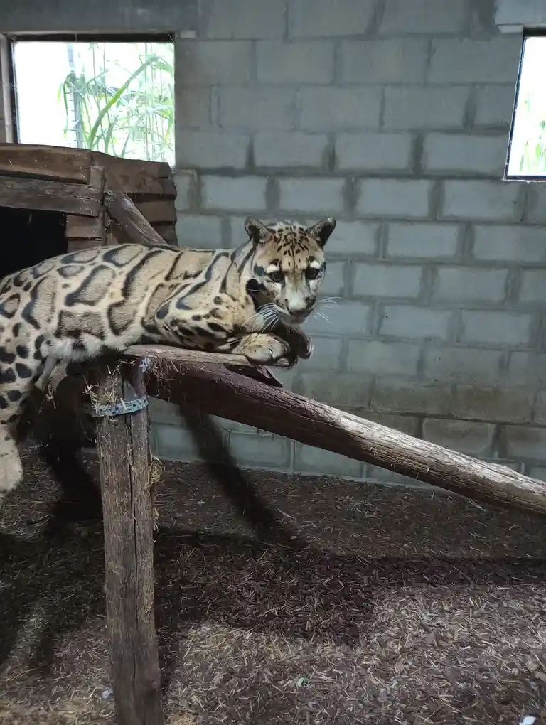 A clouded leopard rests on a wooden platform inside an enclosure with cinder block walls and straw-covered ground. The…