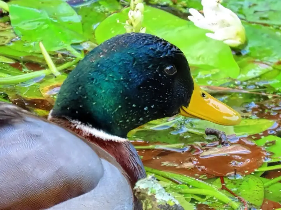 A close-up photo of a male mallard duck with iridescent green head, yellow beak, and brown chest, partially submerged in…