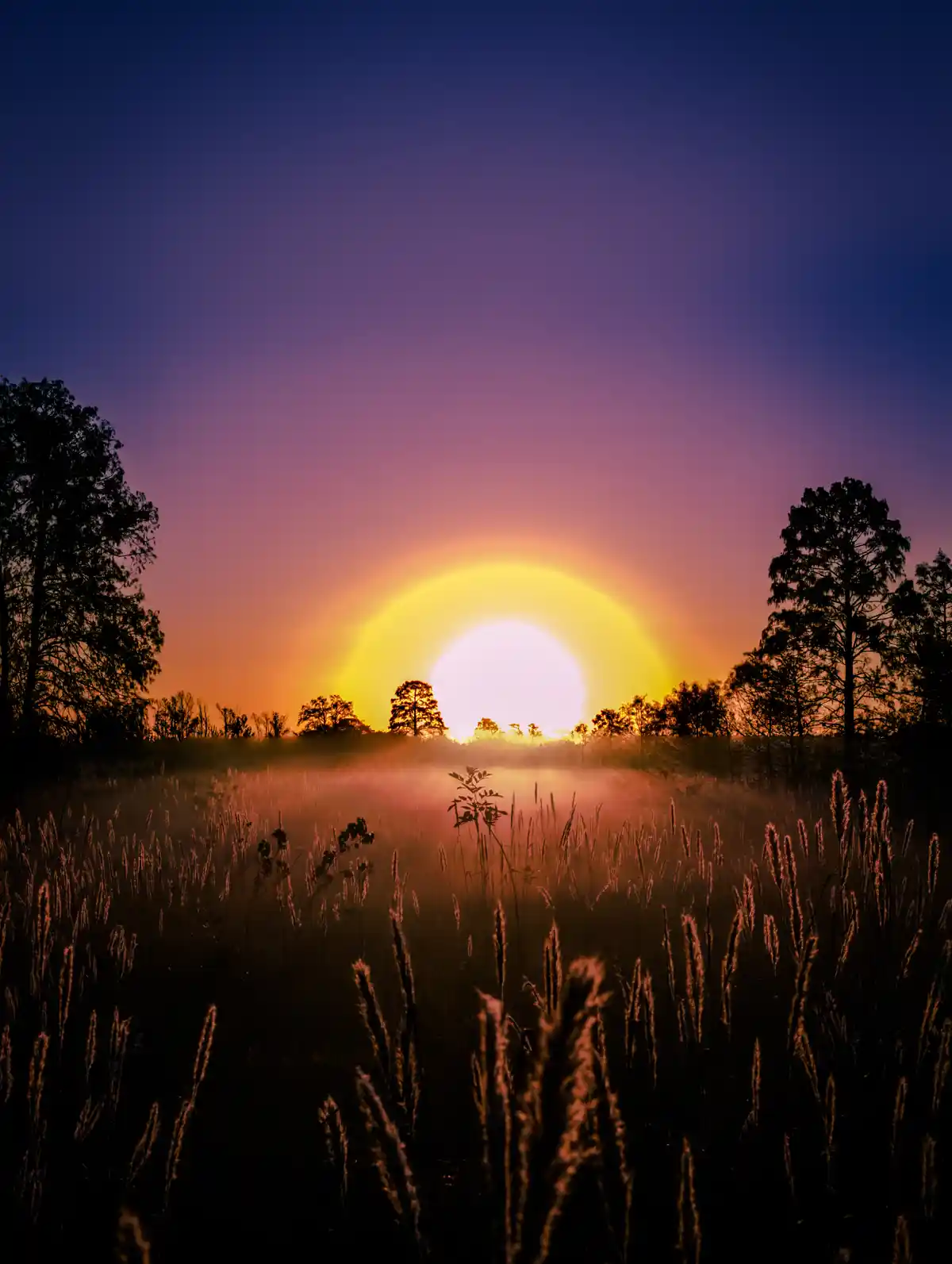 A serene sunrise over a misty field with tall grasses in the foreground and silhouetted trees on either side, featuring a…